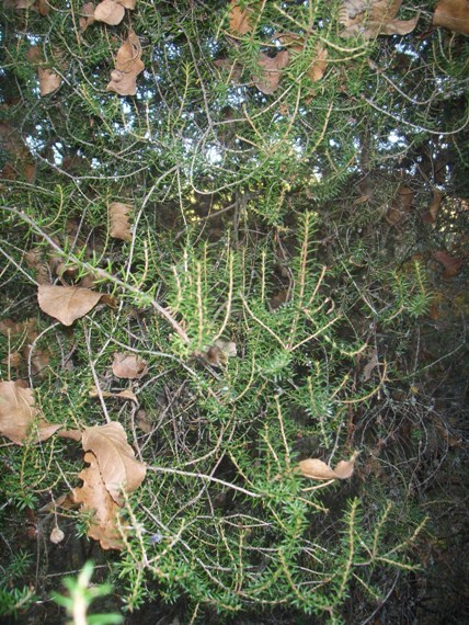 Scoparia o arborea ? Erica scoparia